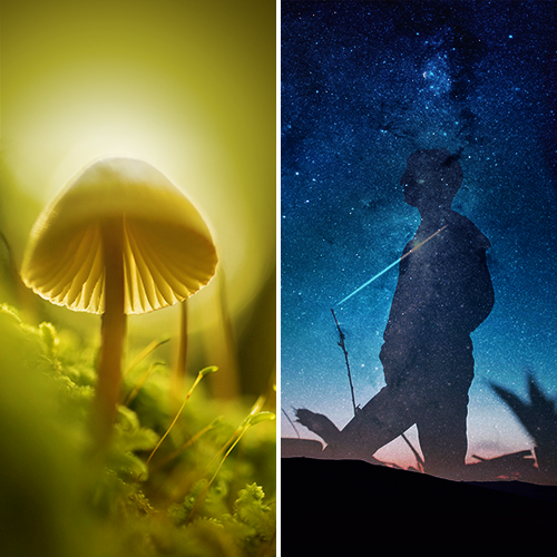 Psilocybin Vs. MDMA for Medical Treatment